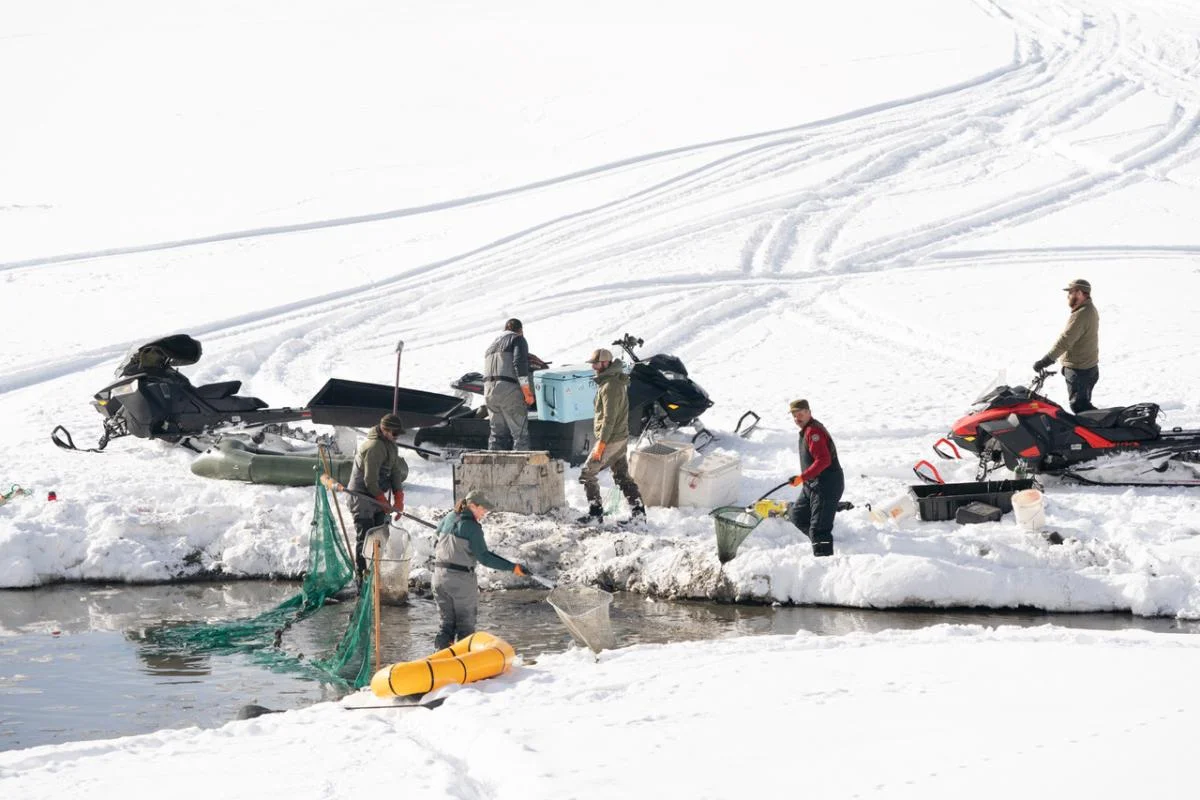 Rescue Mission Saves Hundreds of Fish in Grand Teton National Park