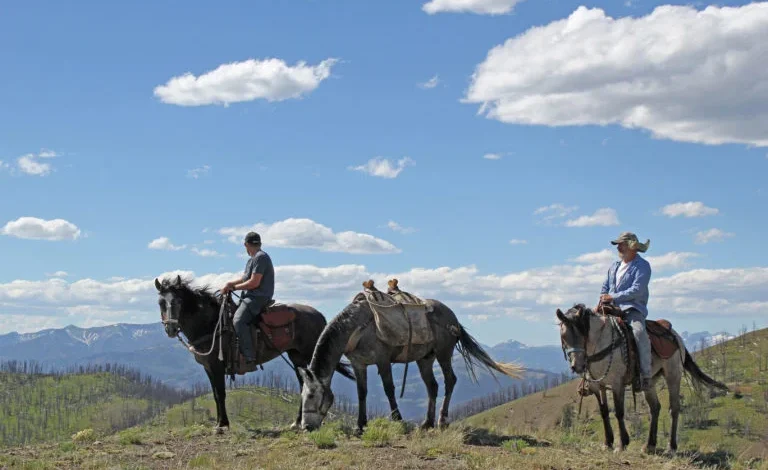 Horse in Albany County, Wyoming, Tests Positive for Equine Influenza