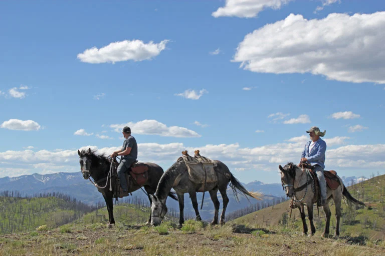 Horse in Albany County, Wyoming, Tests Positive for Equine Influenza