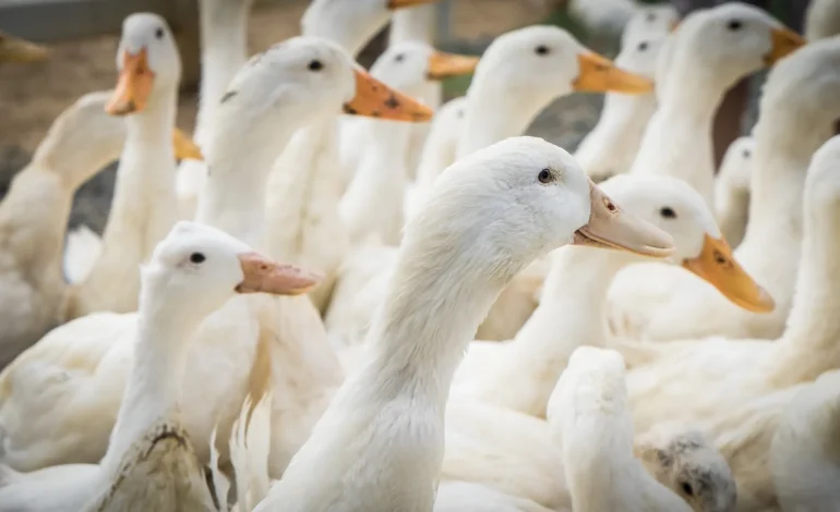 New Strain of Avian Flu Emerges in California Amid Ongoing Bird Flu Outbreaks