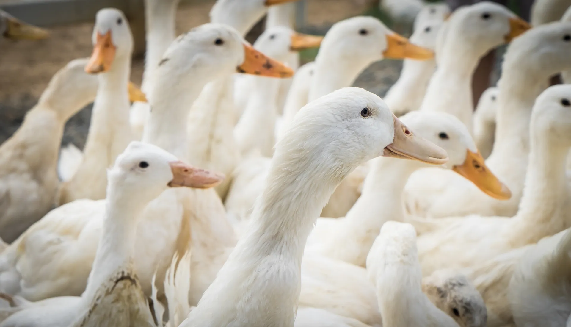 New Strain of Avian Flu Emerges in California Amid Ongoing Bird Flu Outbreaks