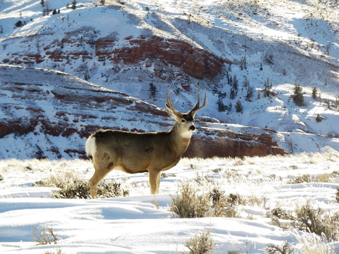 Wyoming Game and Fish Conducts Annual Mule Deer Population Study