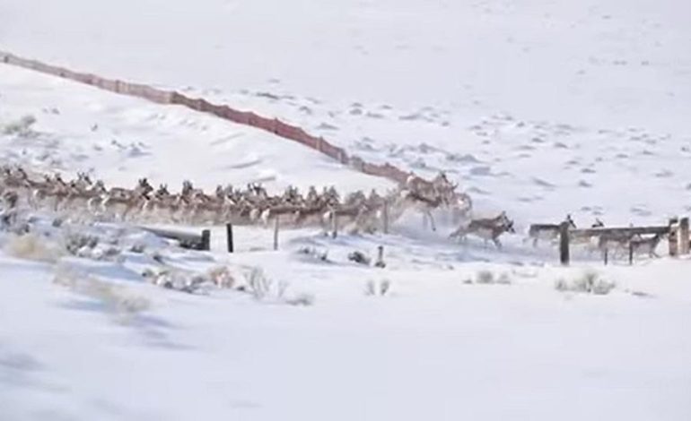 Massive Pronghorn Migration Halts Traffic on Wyoming Highway