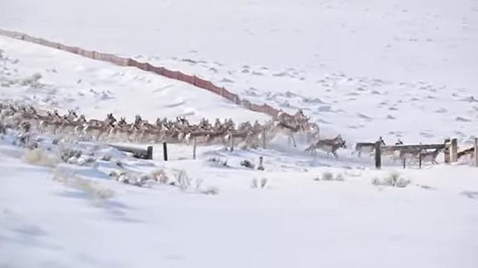 Massive Pronghorn Migration Halts Traffic on Wyoming Highway