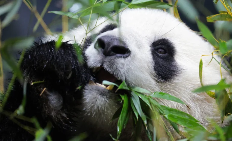 Why Pandas Choose Bamboo Over Their Carnivorous Instincts, According to Scientists