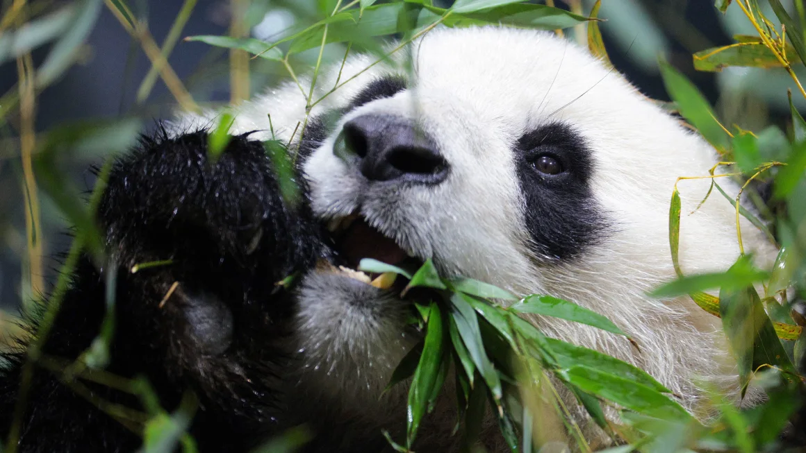 Why Pandas Choose Bamboo Over Their Carnivorous Instincts, According to Scientists