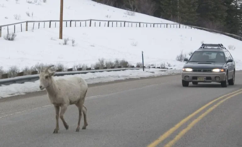 Drivers Urged to Stay Alert for Wildlife on Roads During Winter Months