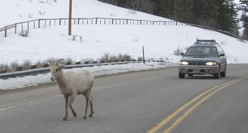 Drivers Urged to Stay Alert for Wildlife on Roads During Winter Months