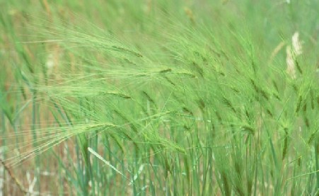 Invasive Plant Species Could Inflict Significant Economic Costs on Wyoming, Report Finds