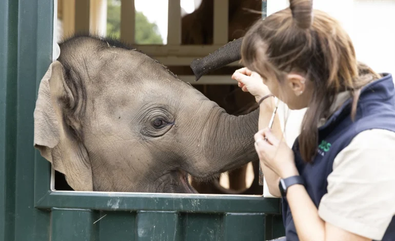 Melbourne Zoo Elephants Relocated to Spacious New Home in Ambitious Operation