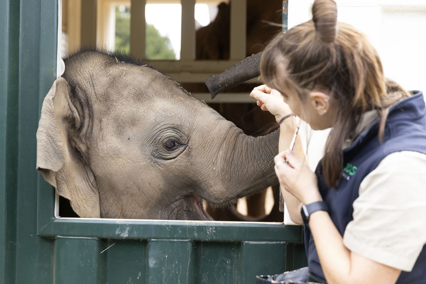 Melbourne Zoo Elephants Relocated to Spacious New Home in Ambitious Operation