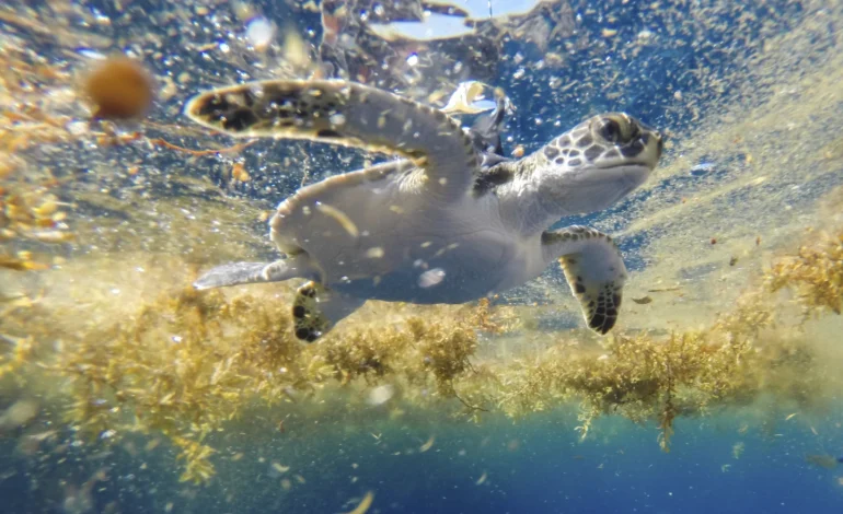 Satellite Trackers Uncover Secrets of Sea Turtles’ “Lost Years”