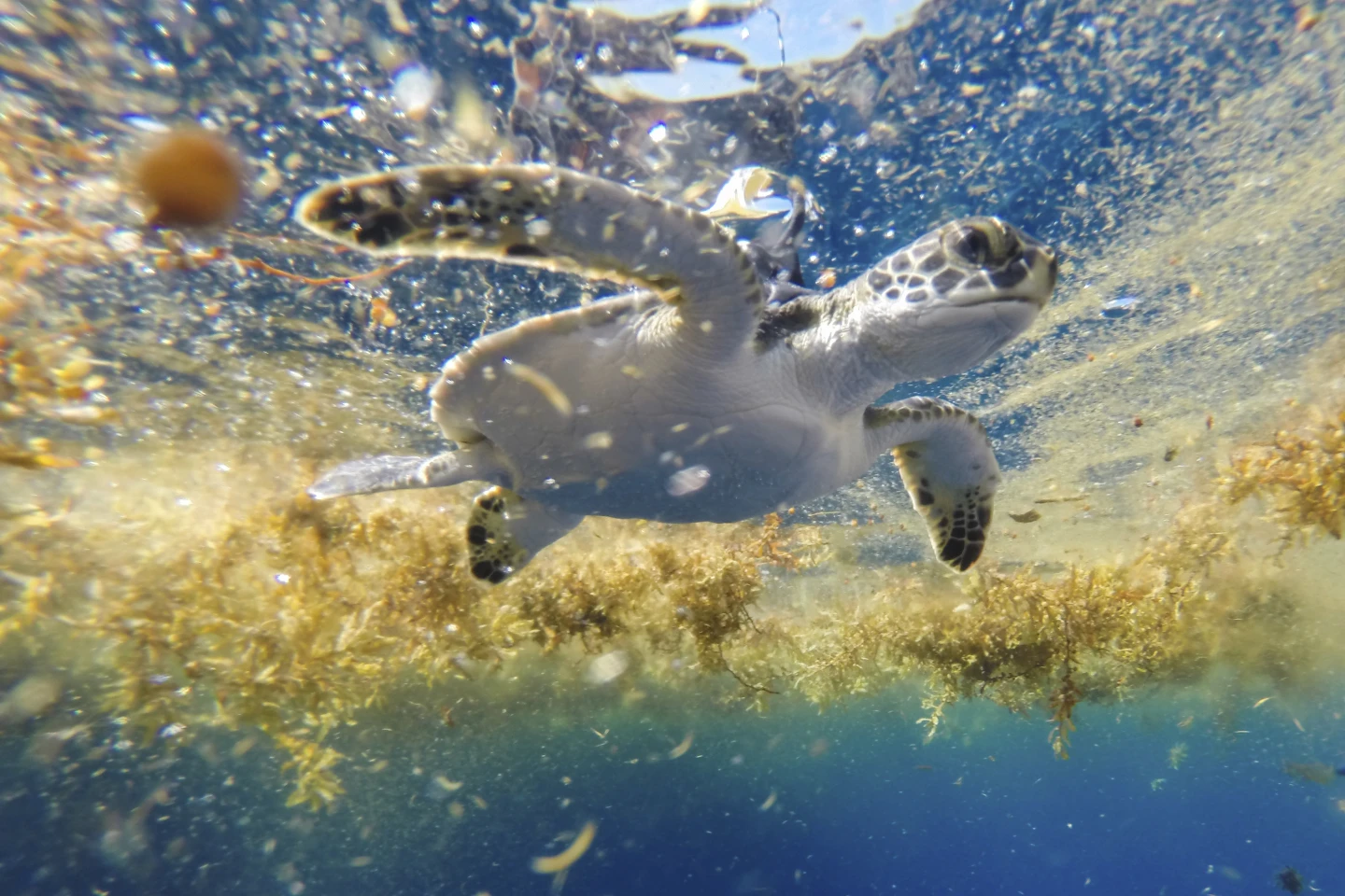 Satellite Trackers Uncover Secrets of Sea Turtles’ “Lost Years”