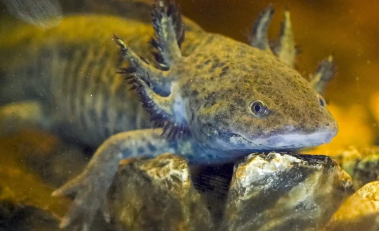 From Aztec God to Beloved Salamander: Axolotl’s Appeal in Mexico