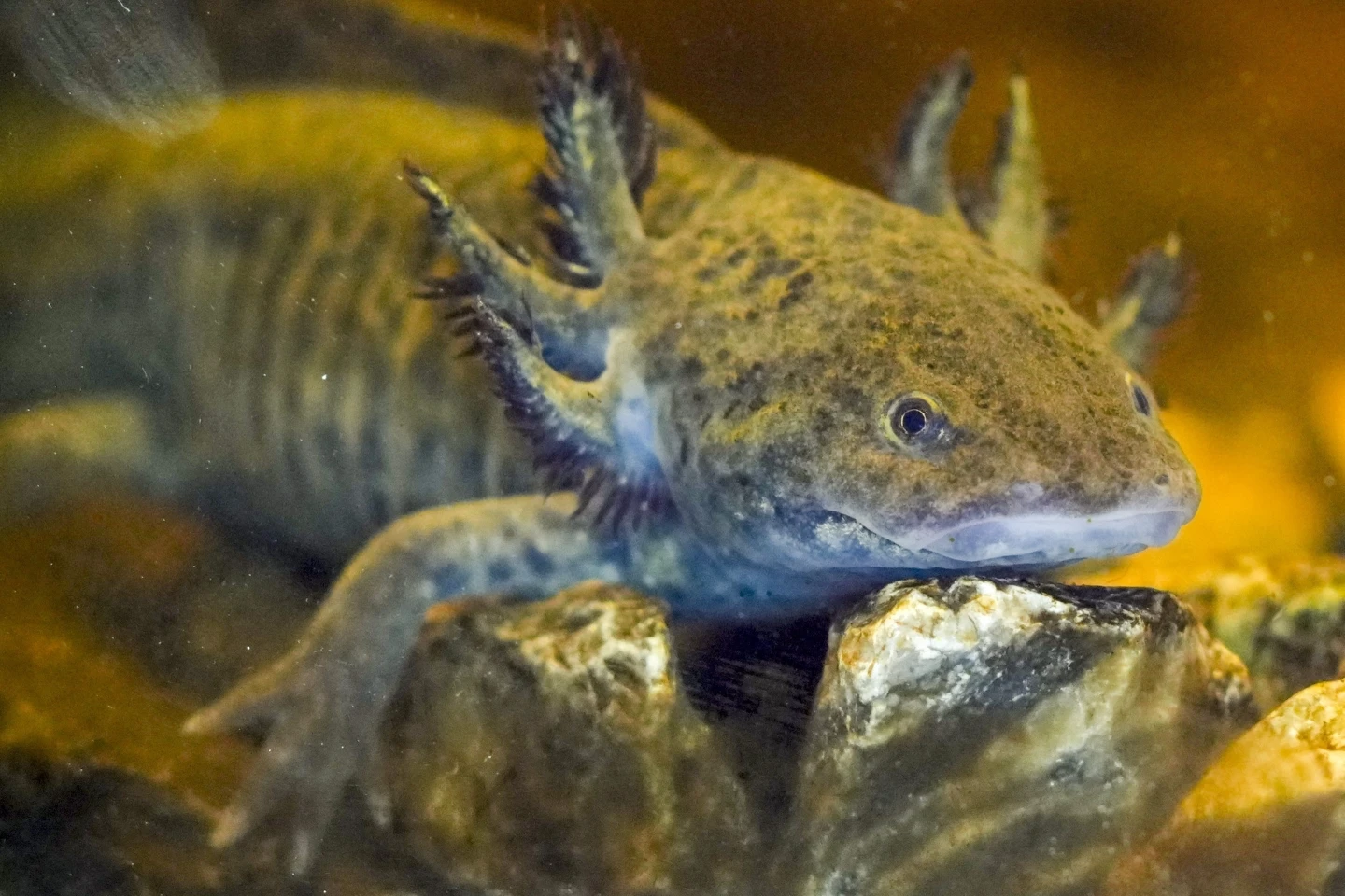 From Aztec God to Beloved Salamander: Axolotl’s Appeal in Mexico