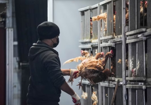 Bird Flu Outbreak Prompts Temporary Closure of Live Poultry Markets in New York