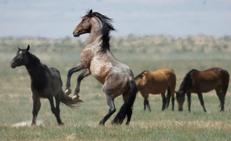 Wild Horse Advocates Urge Tenth Circuit to Protect Herds in Wyoming