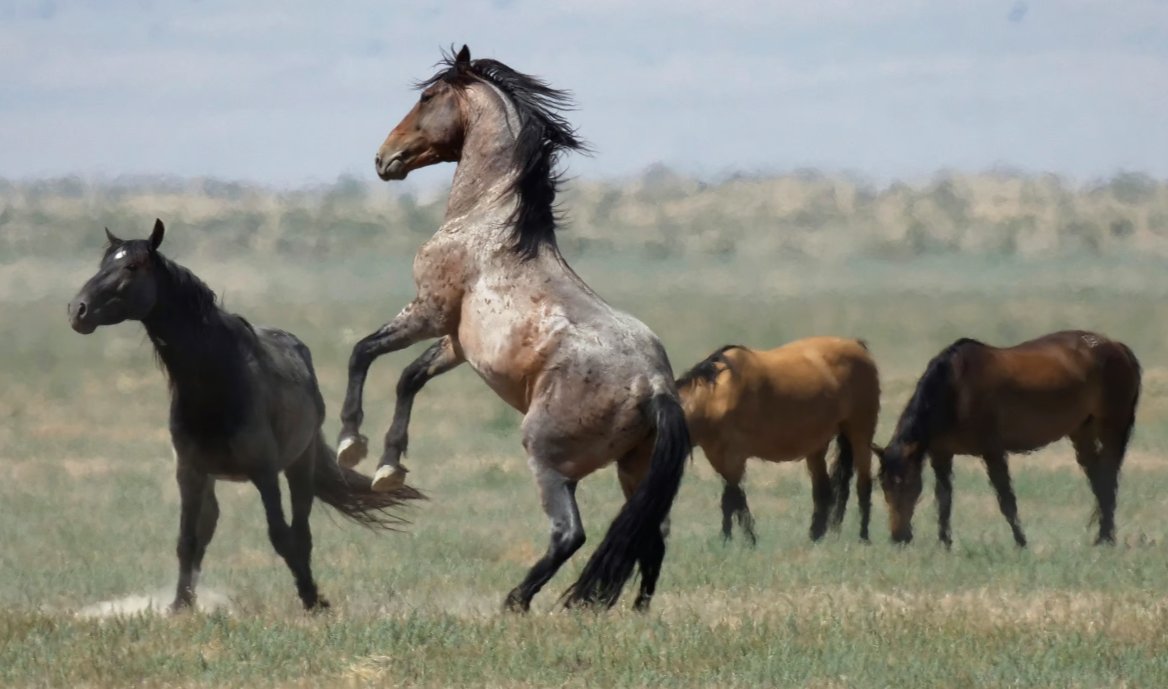 Wild Horse Advocates Urge Tenth Circuit to Protect Herds in Wyoming