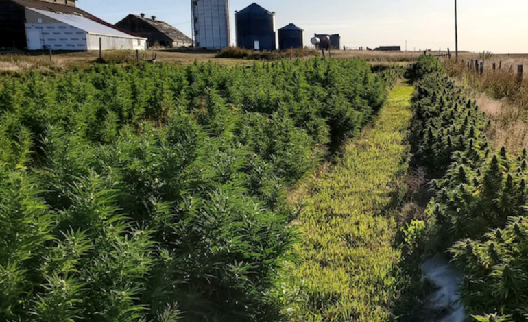 Wyoming Settles Lawsuit Over Misidentified Hemp Crop for $150,000