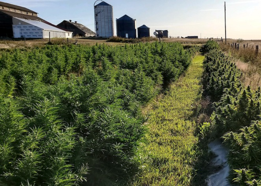 Wyoming Settles Lawsuit Over Misidentified Hemp Crop for $150,000