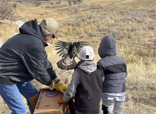 Wild Turkeys Relocated from Casper to Rural Wyoming to Reduce Conflicts