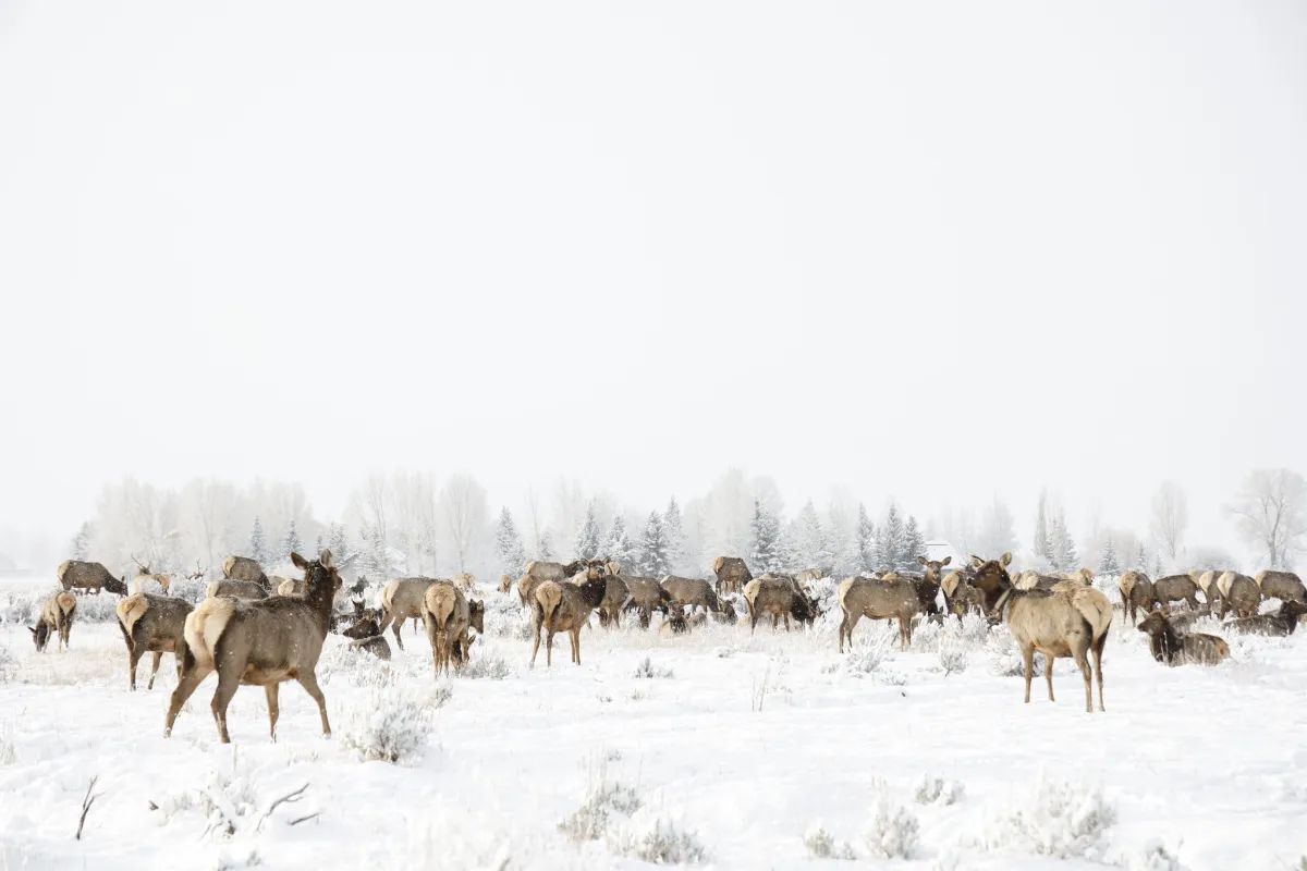 Chronic Wasting Disease Found at Third Wyoming Elk Feedground in Two Months