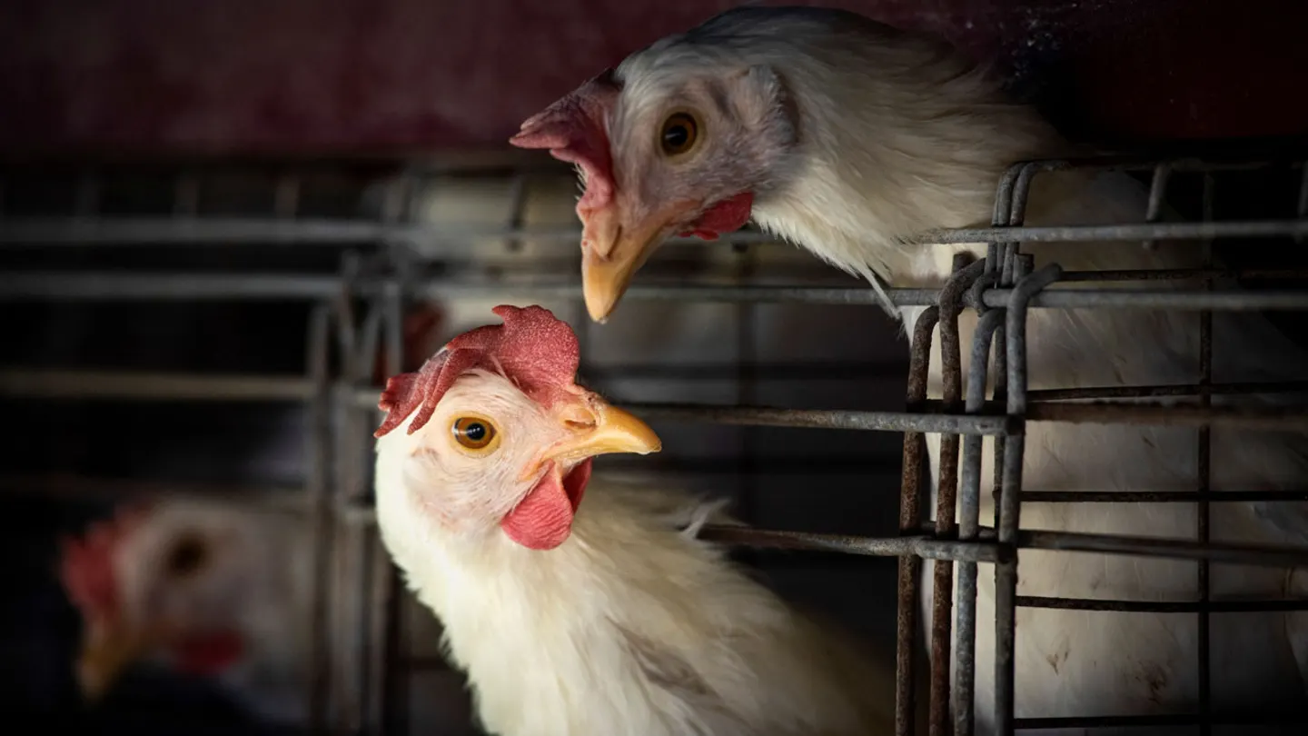 Deadly H7N9 Bird Flu Strain Detected in Mississippi Poultry Farm, Prompting Quarantine