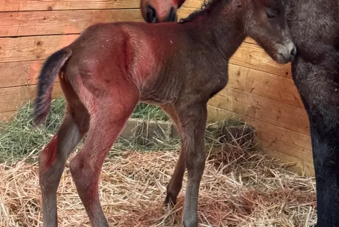 Dennis’ Moment Sires First Foal in Wyoming