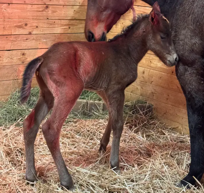 Dennis’ Moment Sires First Foal in Wyoming