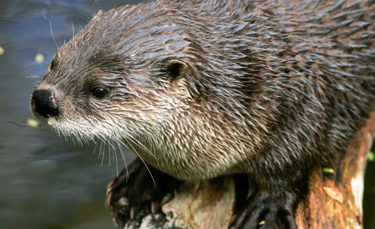 Wyoming Returns Otter Management to Game and Fish Department