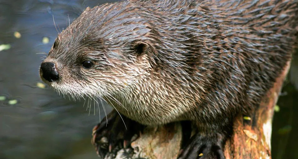 Wyoming Returns Otter Management to Game and Fish Department