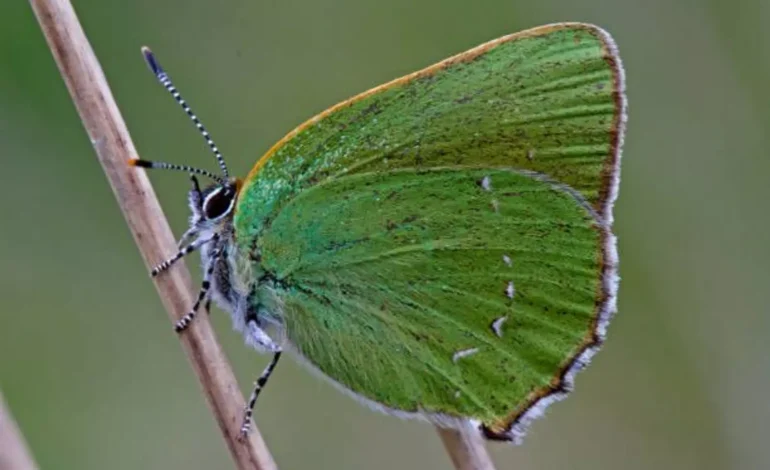 Sheridan’s Green Hairstreak: Wyoming’s State Butterfly and a Sign of Spring