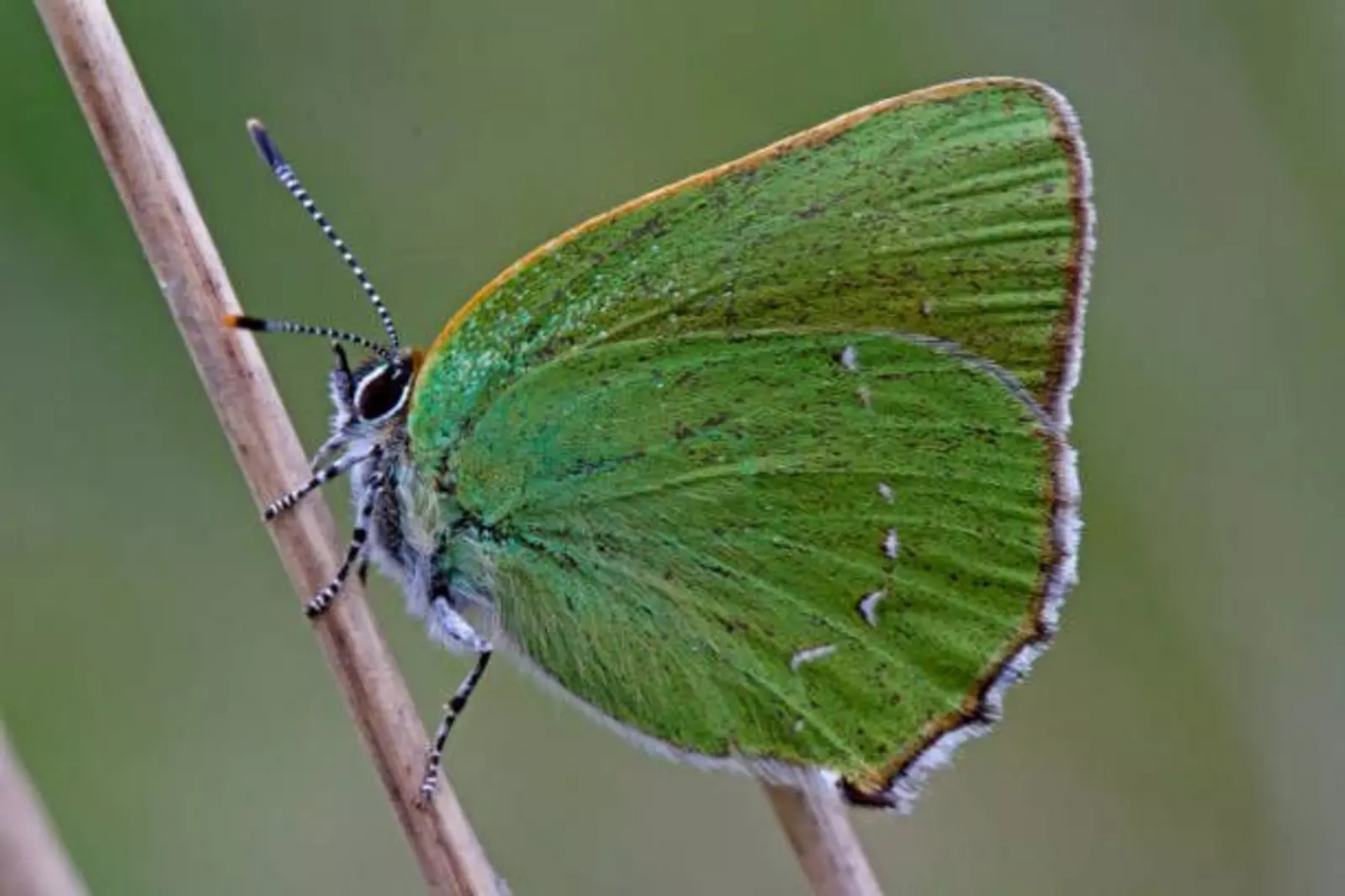 Sheridan’s Green Hairstreak: Wyoming’s State Butterfly and a Sign of Spring