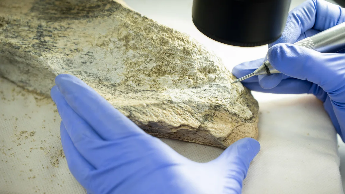 Discovery of Ancient Bone Tools Sheds Light on Early Human Toolmaking