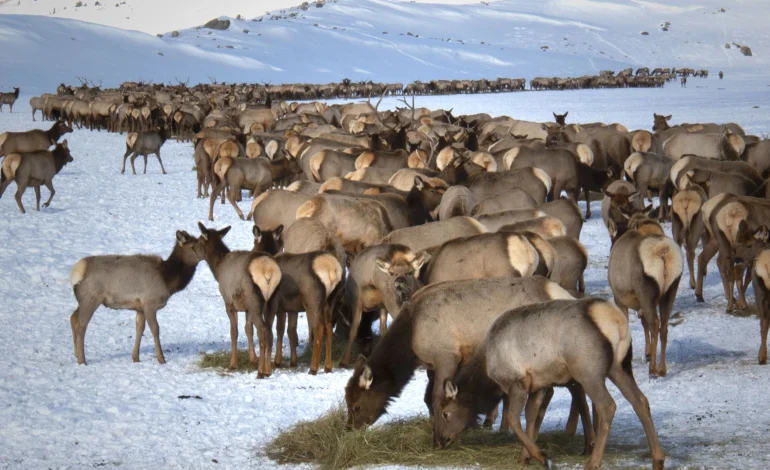 Chronic Wasting Disease Confirmed at Fourth Wyoming Elk Feedground