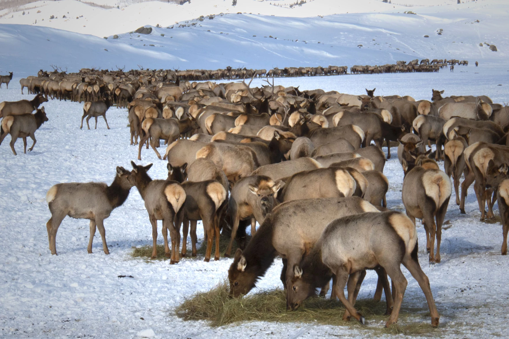 Chronic Wasting Disease Confirmed at Fourth Wyoming Elk Feedground