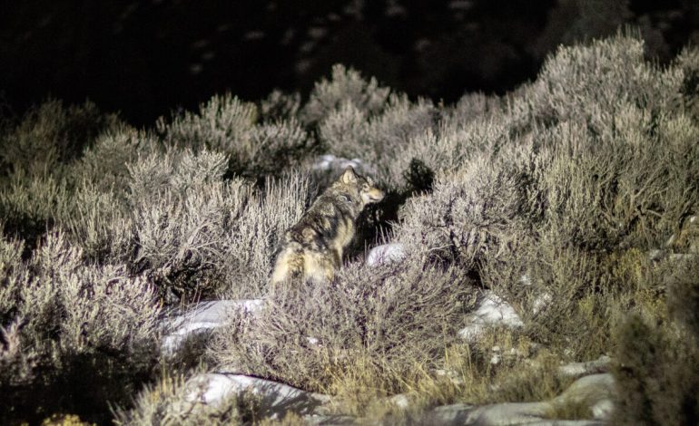 Colorado-Released Wolf Killed in Wyoming Following Sheep Attacks