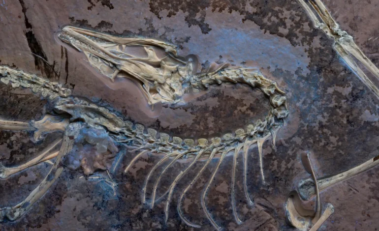 New Fossil Reveals Archaeopteryx May Have Flew Like a Ground-Dwelling Bird