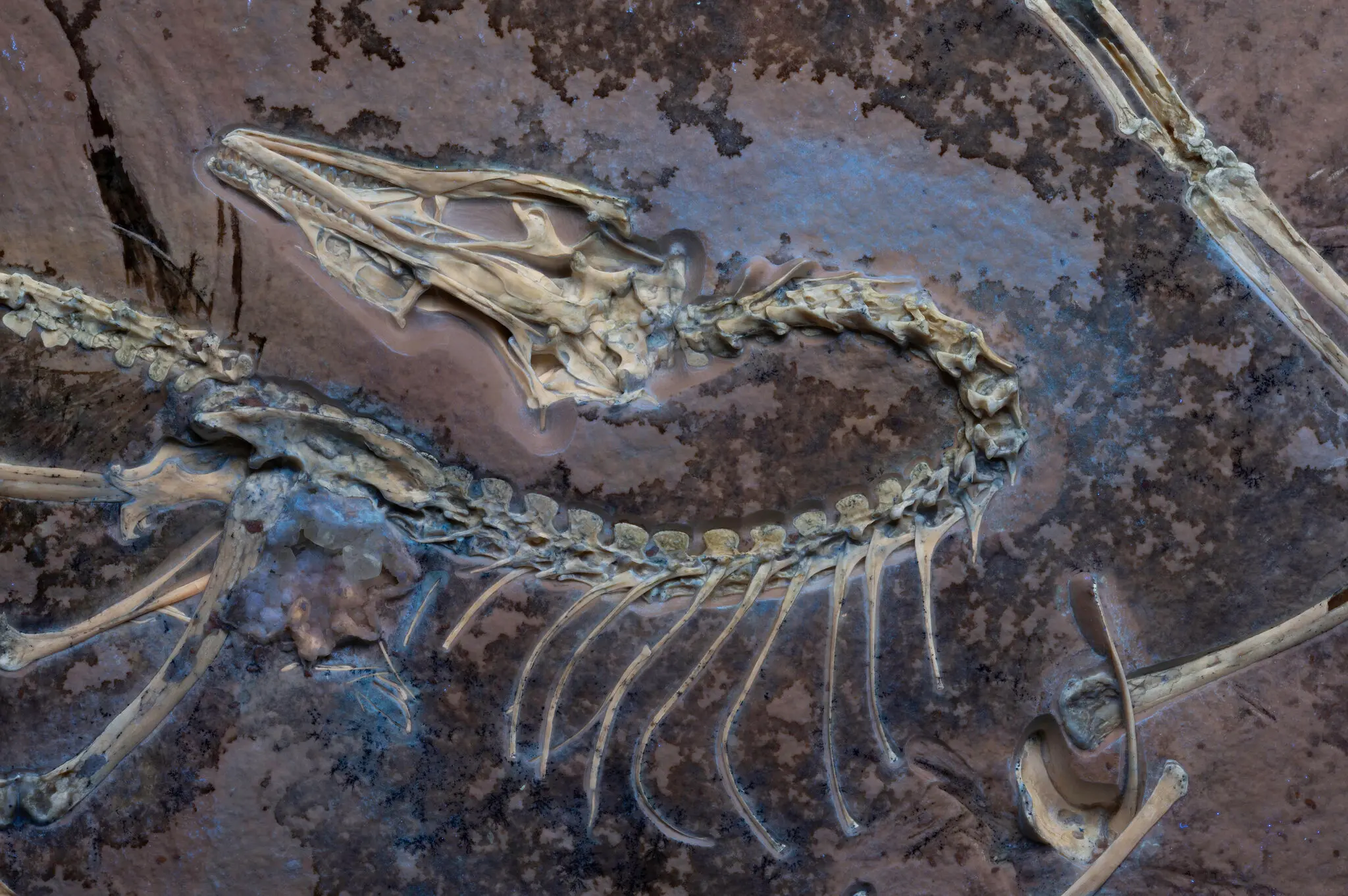 New Fossil Reveals Archaeopteryx May Have Flew Like a Ground-Dwelling Bird