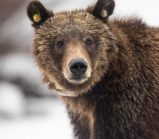 Young Grizzly from Notable Grand Teton Bear Family Killed in Vehicle Collision