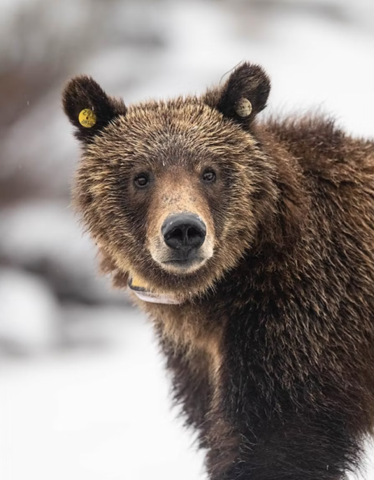 Young Grizzly from Notable Grand Teton Bear Family Killed in Vehicle Collision