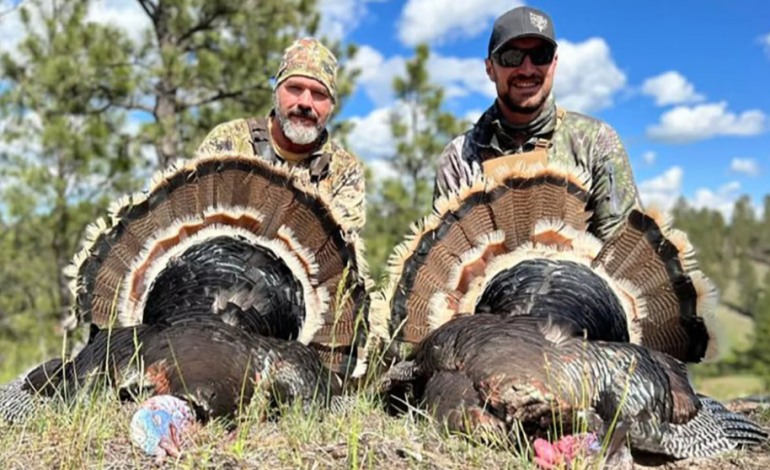 Wild Turkey Populations Thrive, Offering Prime Opportunities for Wyoming Spring Hunters