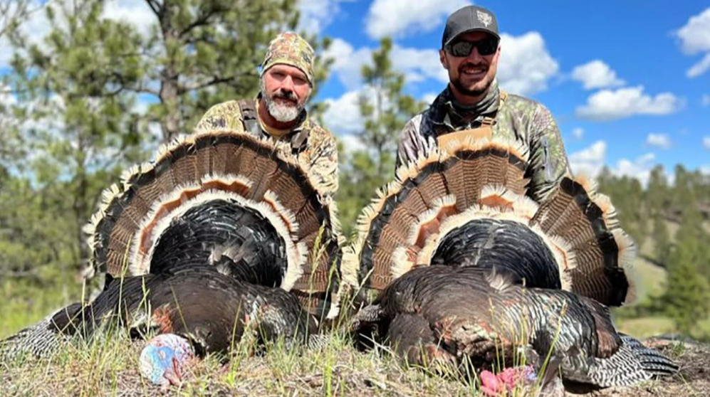 Wild Turkey Populations Thrive, Offering Prime Opportunities for Wyoming Spring Hunters