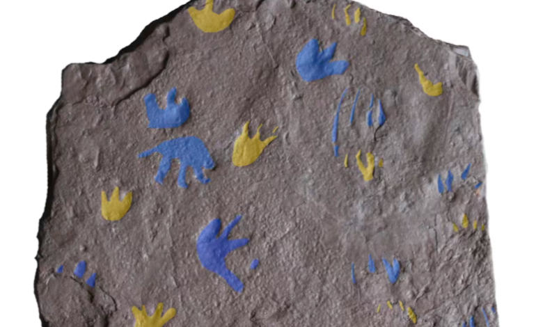 Ancient Footprints Suggest Land-Dwelling Vertebrates Evolved Earlier Than Thought