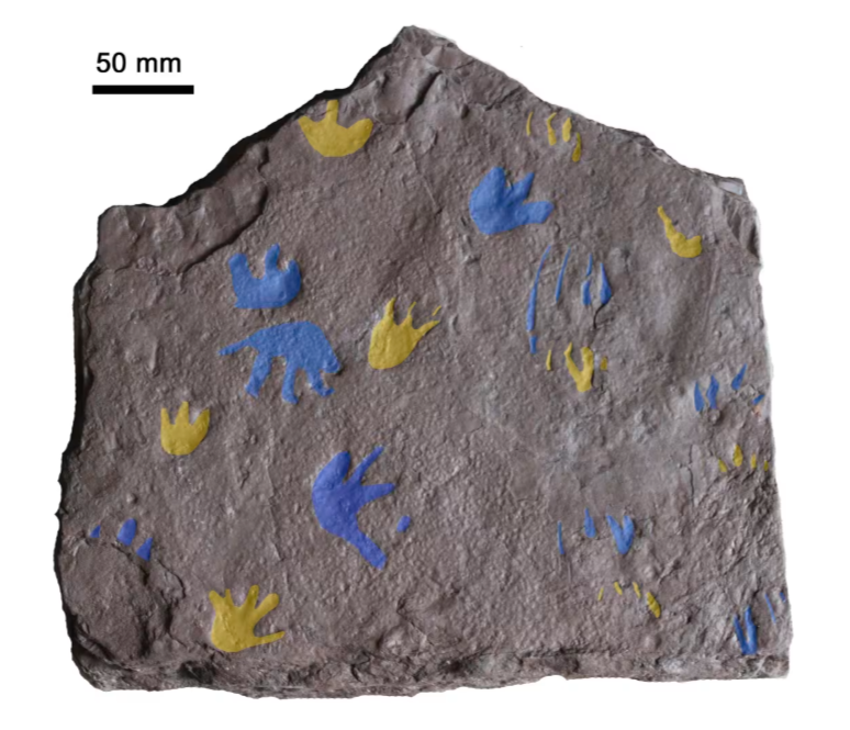 Ancient Footprints Suggest Land-Dwelling Vertebrates Evolved Earlier Than Thought