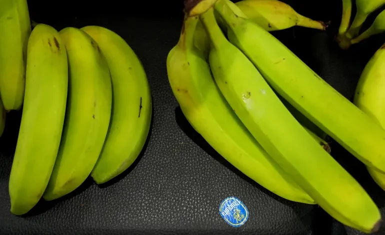 US Banana Company Chiquita Announces Mass Layoffs Amid Ongoing Panama Strike