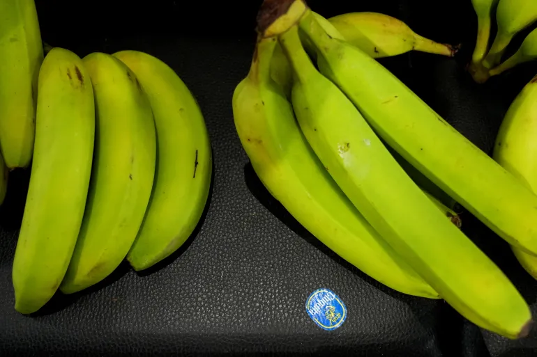 US Banana Company Chiquita Announces Mass Layoffs Amid Ongoing Panama Strike