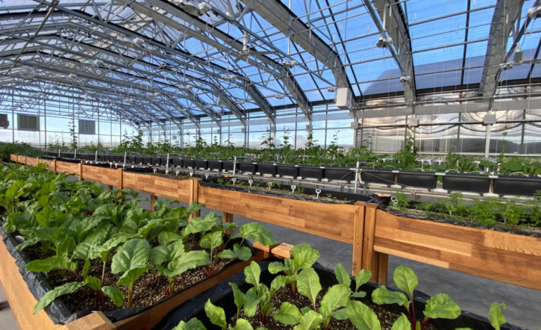 From Melody to Harvest: Wyoming Greenhouse Expands with Grateful Dead Inspiration
