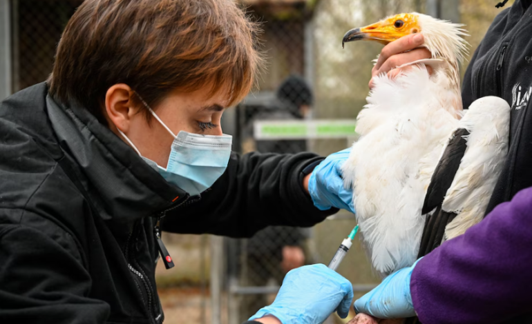 HHS Withdraws Funding for Moderna’s Bird Flu Vaccine Over Concerns About mRNA Technology