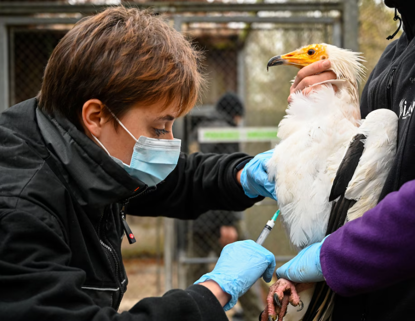 HHS Withdraws Funding for Moderna’s Bird Flu Vaccine Over Concerns About mRNA Technology